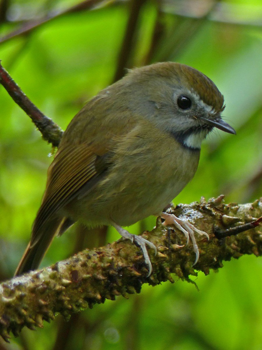 White-gorgeted Flycatcher - ML642959160