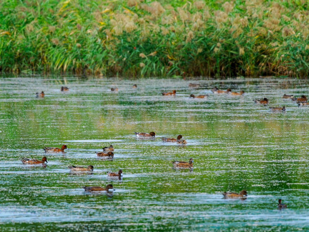Eurasian Wigeon - ML642959161