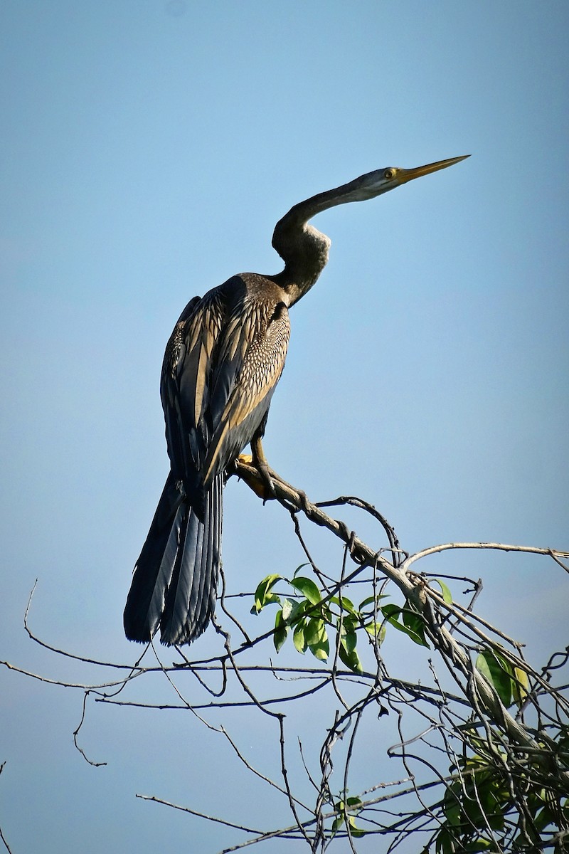 Oriental Darter - ML642959162