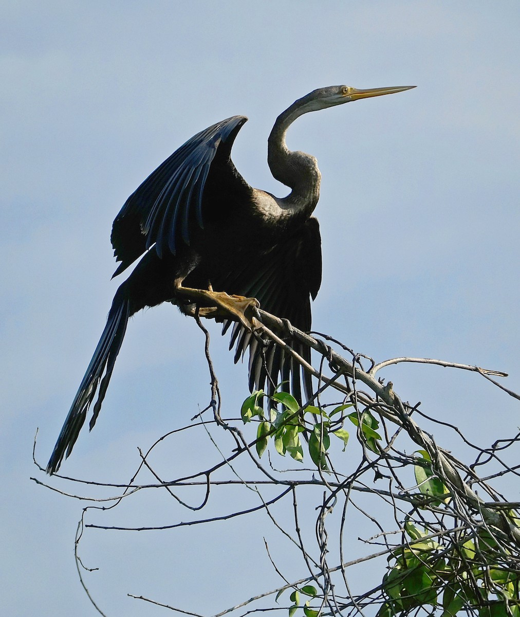 Oriental Darter - ML642959164