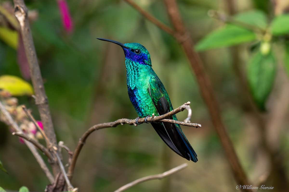 Sparkling Violetear - ML642959168