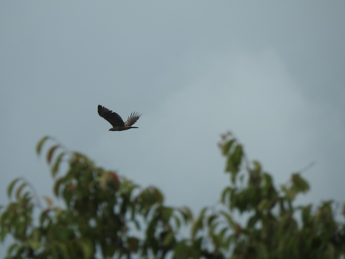 Mountain Hawk-Eagle - ML642959169