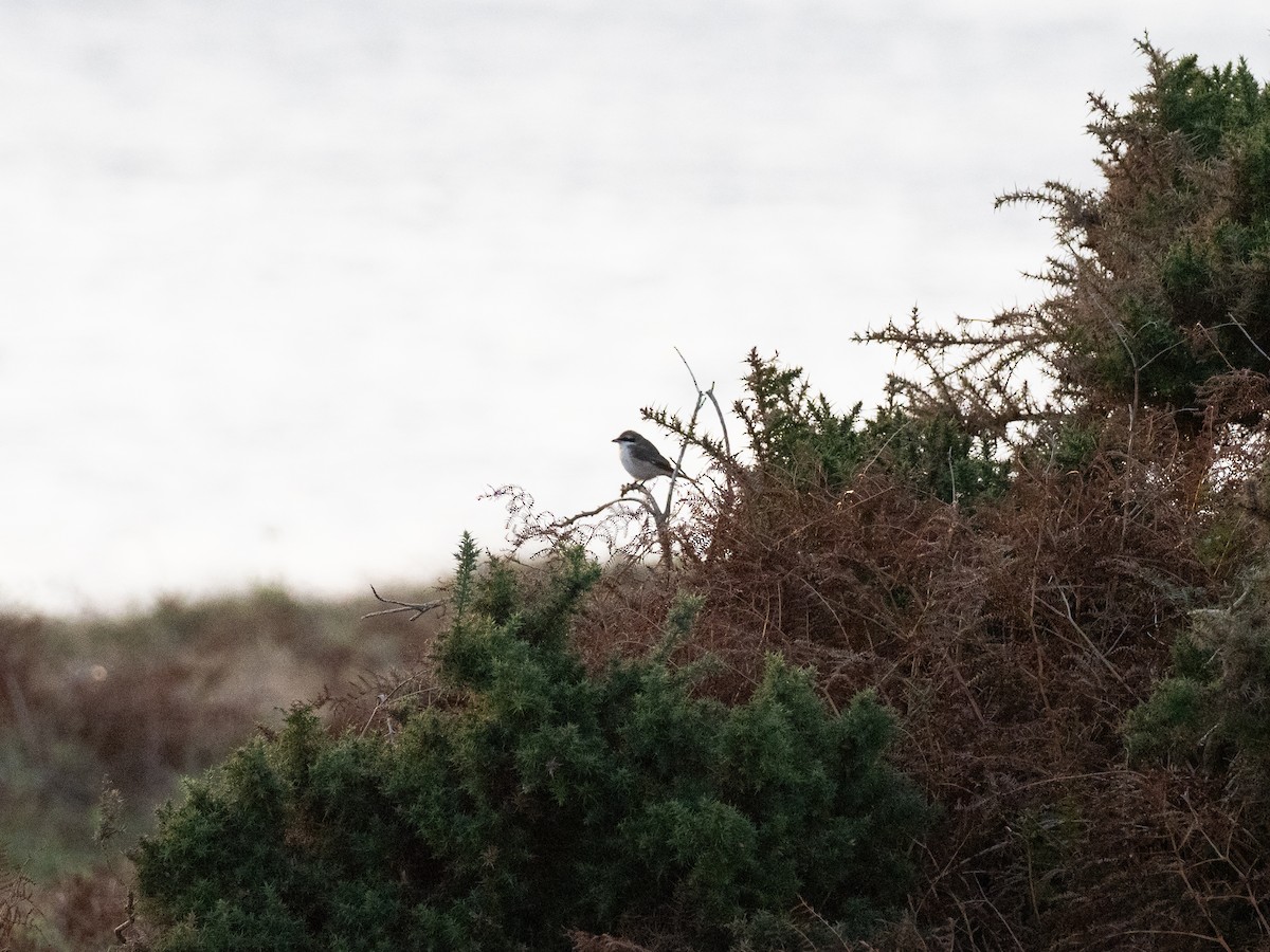 Red-tailed Shrike - ML642959175