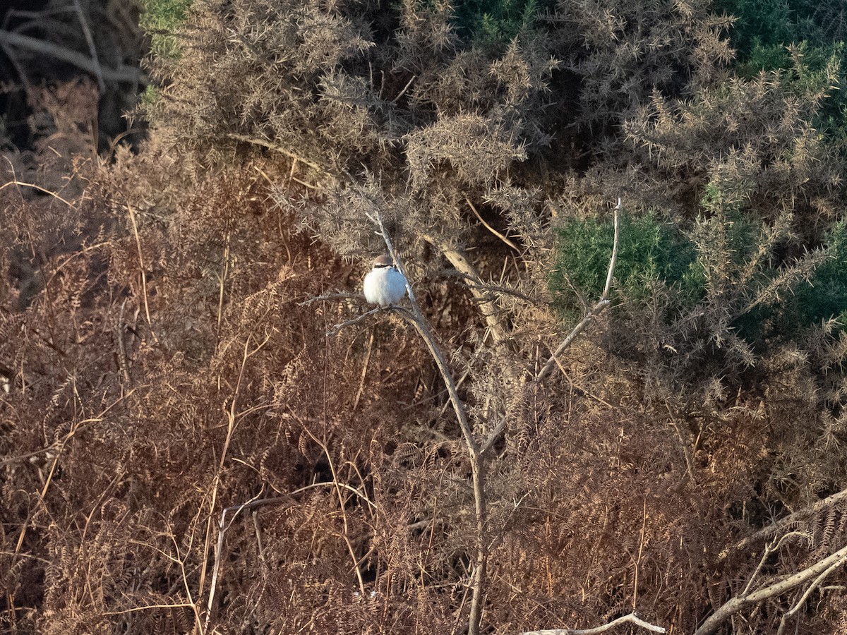 Red-tailed Shrike - ML642959176