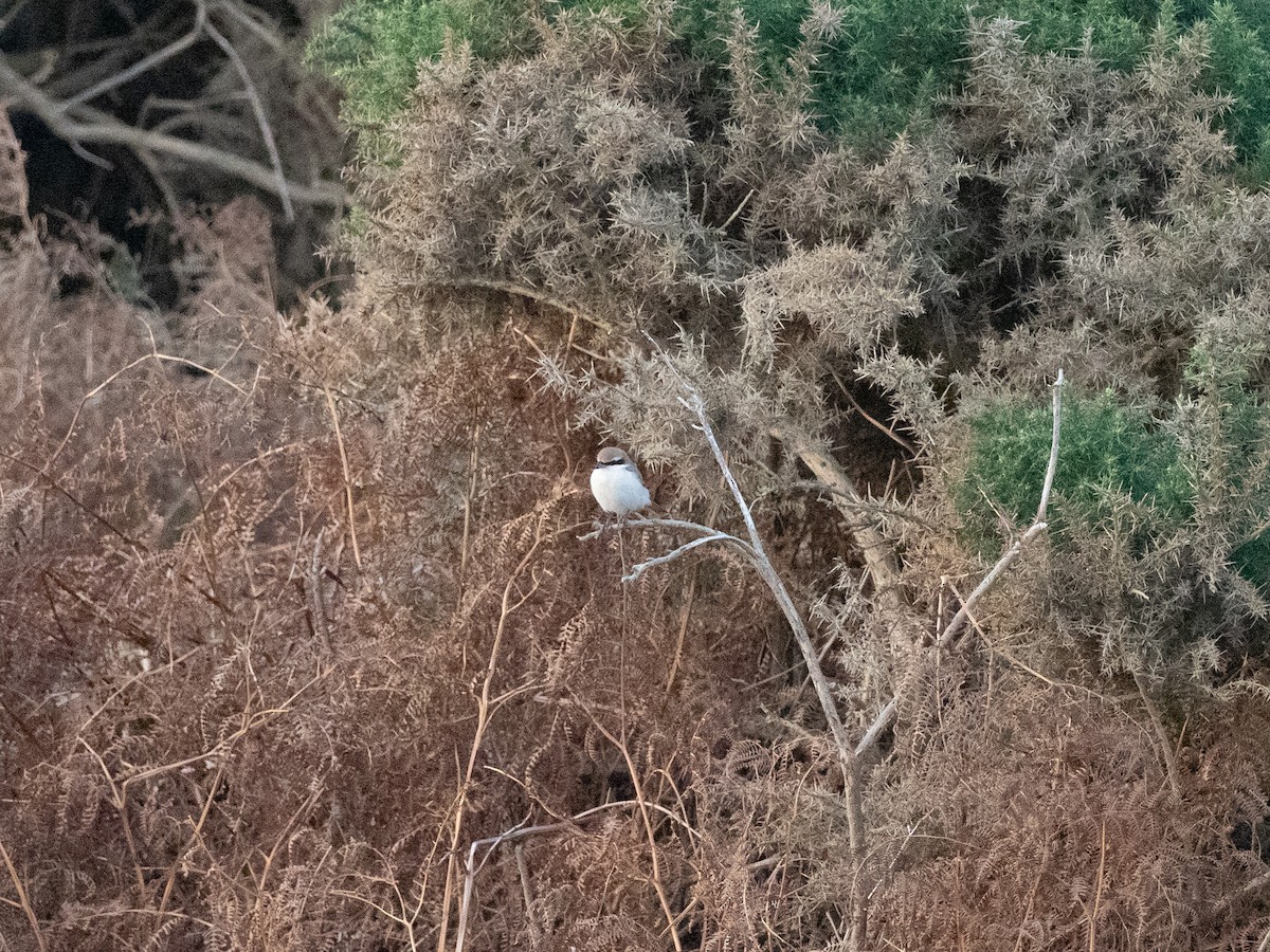 Red-tailed Shrike - ML642959177