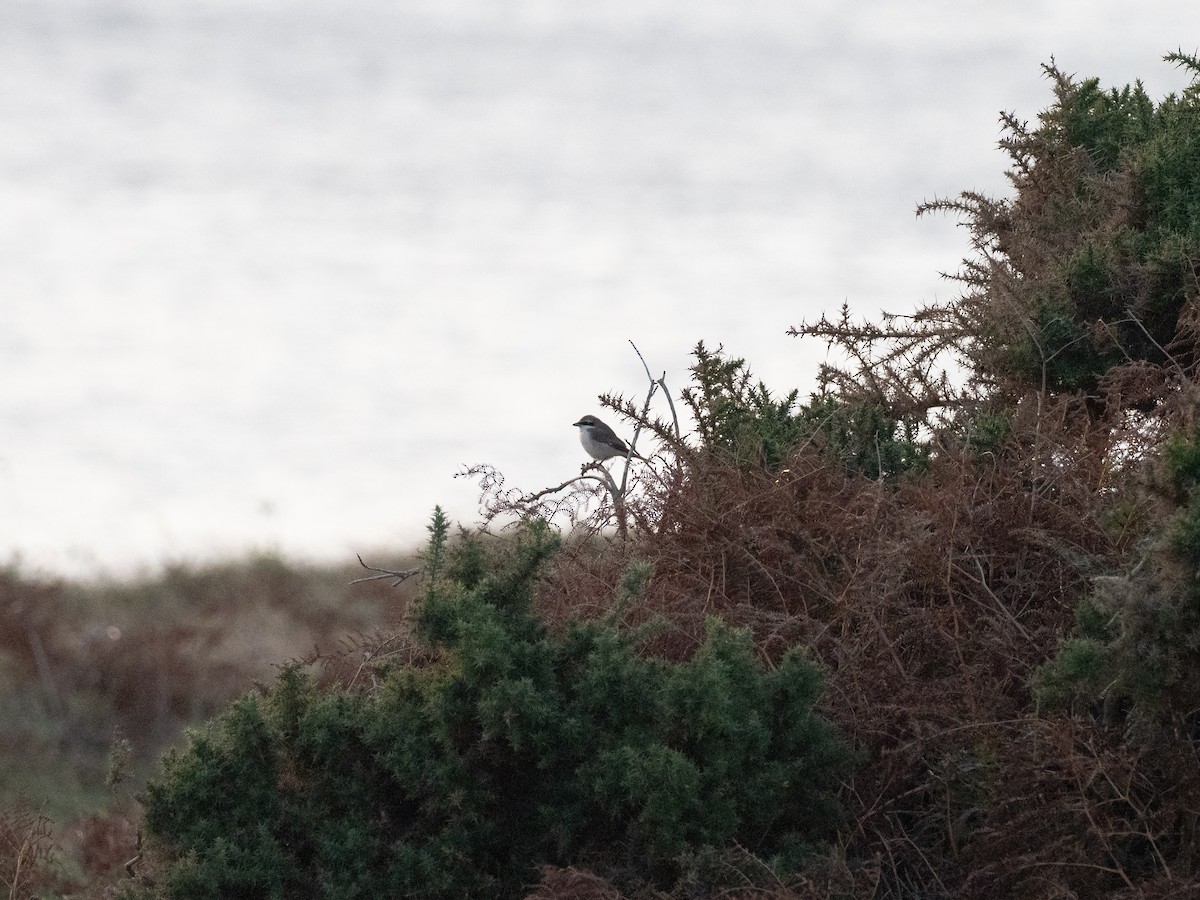 Red-tailed Shrike - ML642959178