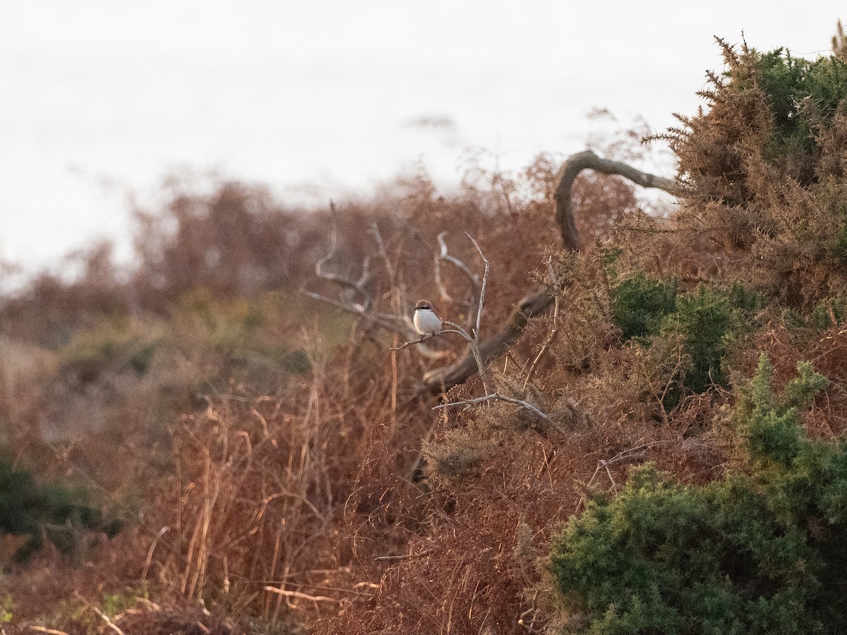 Red-tailed Shrike - ML642959179