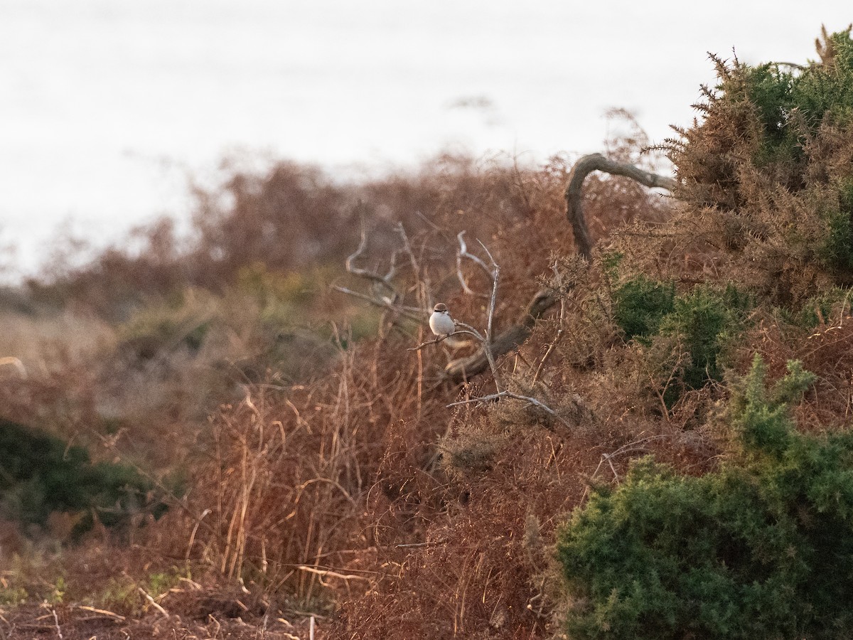 Red-tailed Shrike - ML642959180