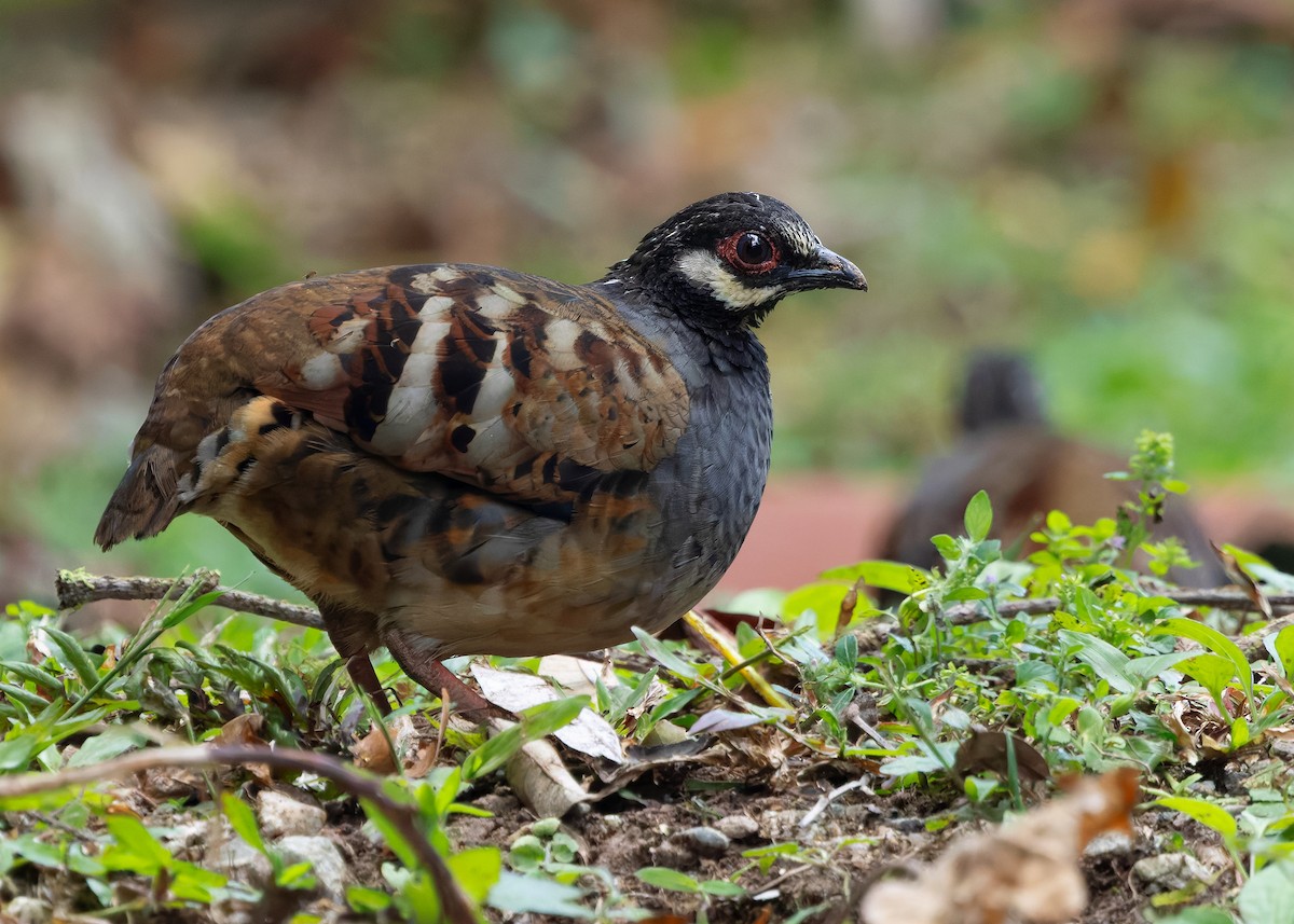 Malayan Partridge - ML642959181