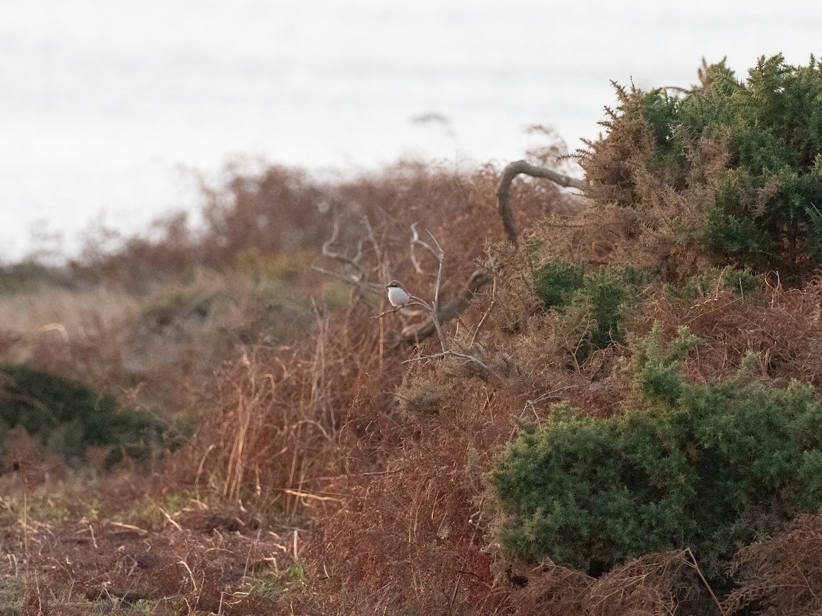 Red-tailed Shrike - ML642959182
