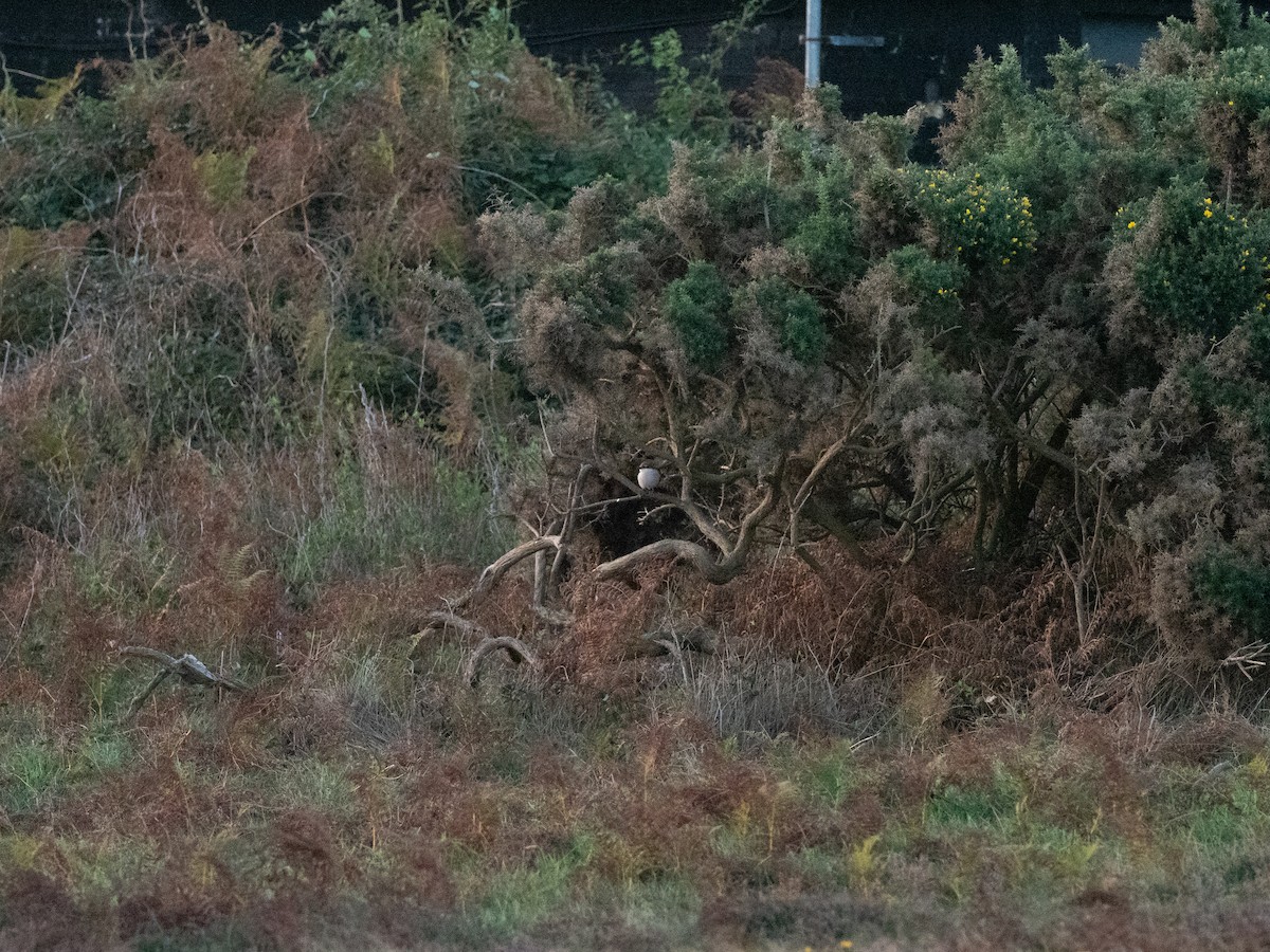Red-tailed Shrike - ML642959183