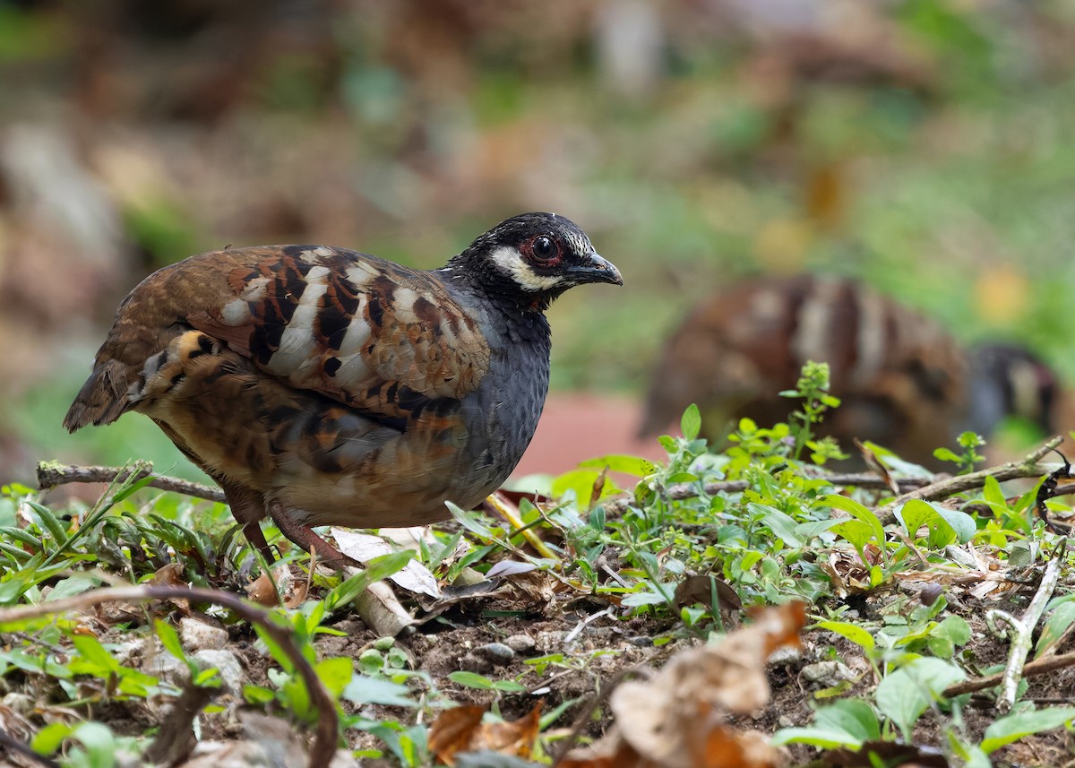 Malayan Partridge - ML642959184