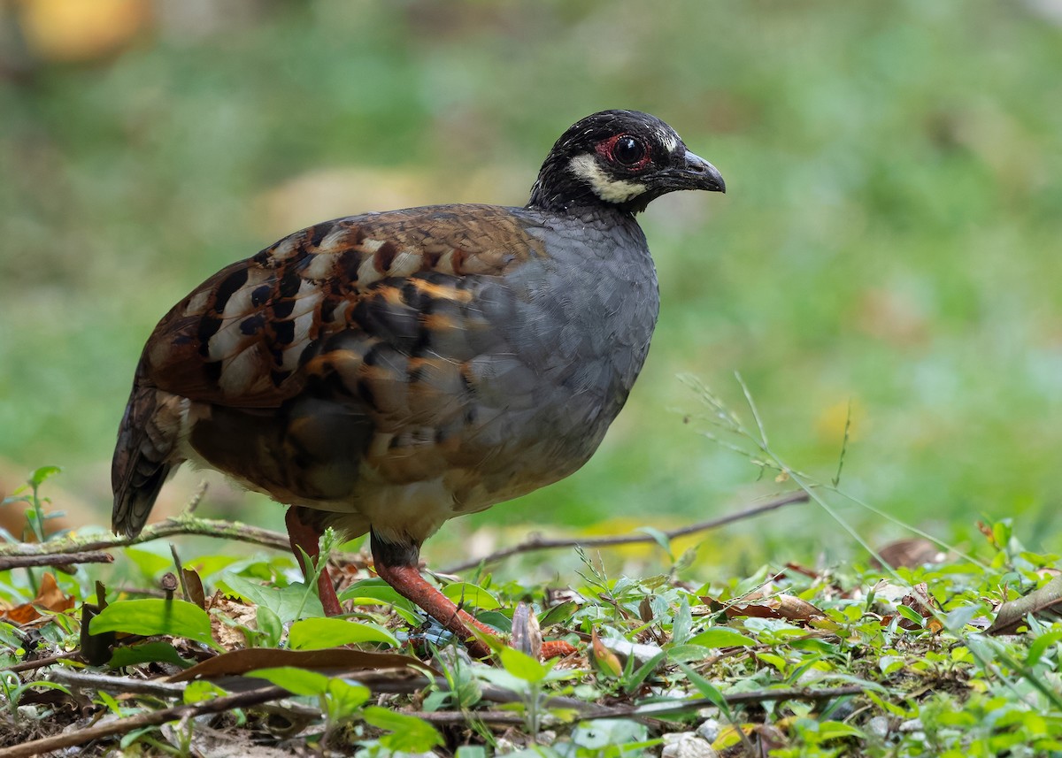 Malayan Partridge - ML642959185