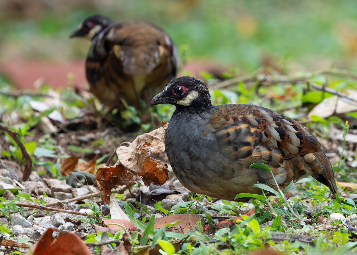 Malayan Partridge - ML642959186