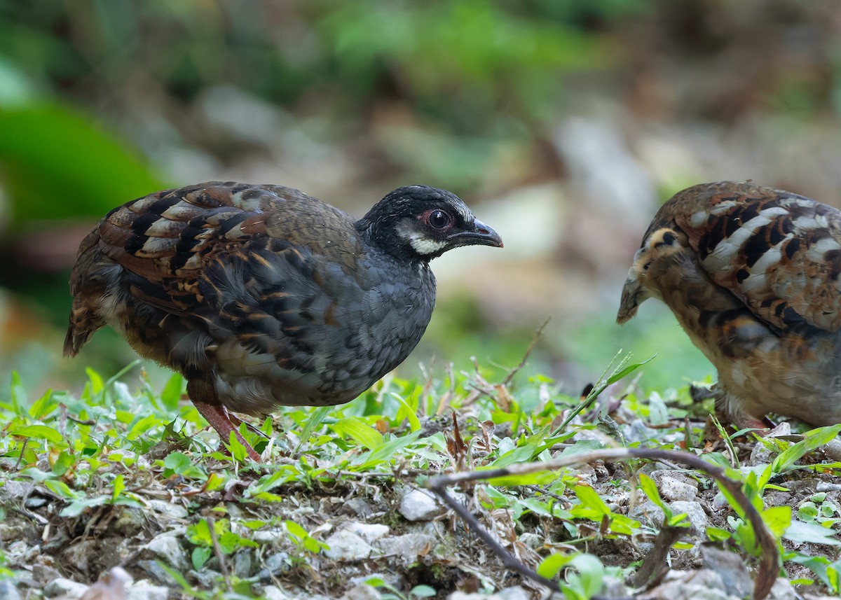 Malayan Partridge - ML642959188