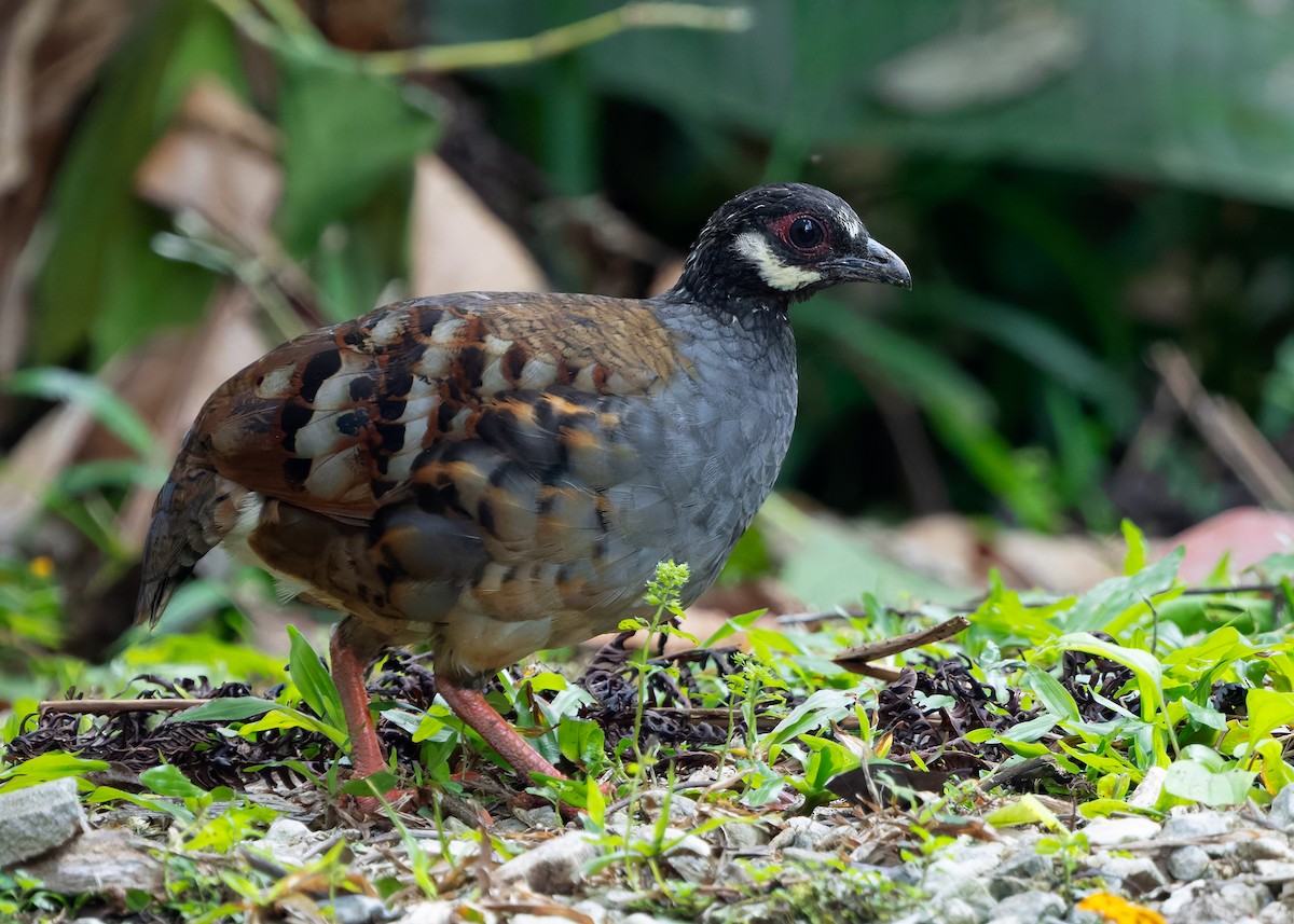 Malayan Partridge - ML642959189