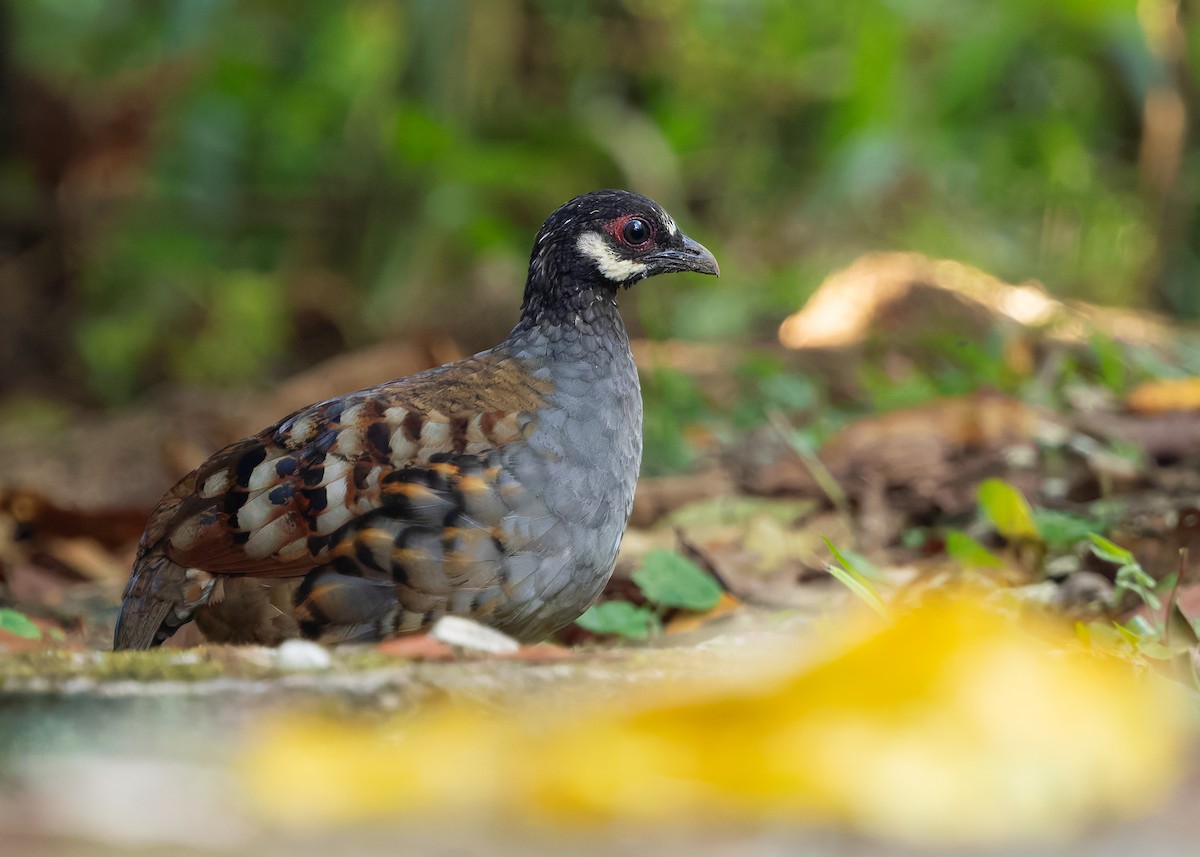 Malayan Partridge - ML642959192