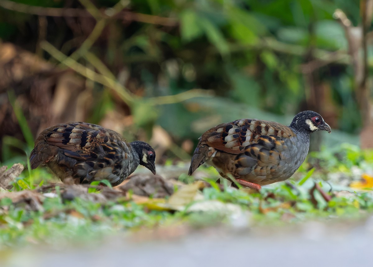 Malayan Partridge - ML642959193