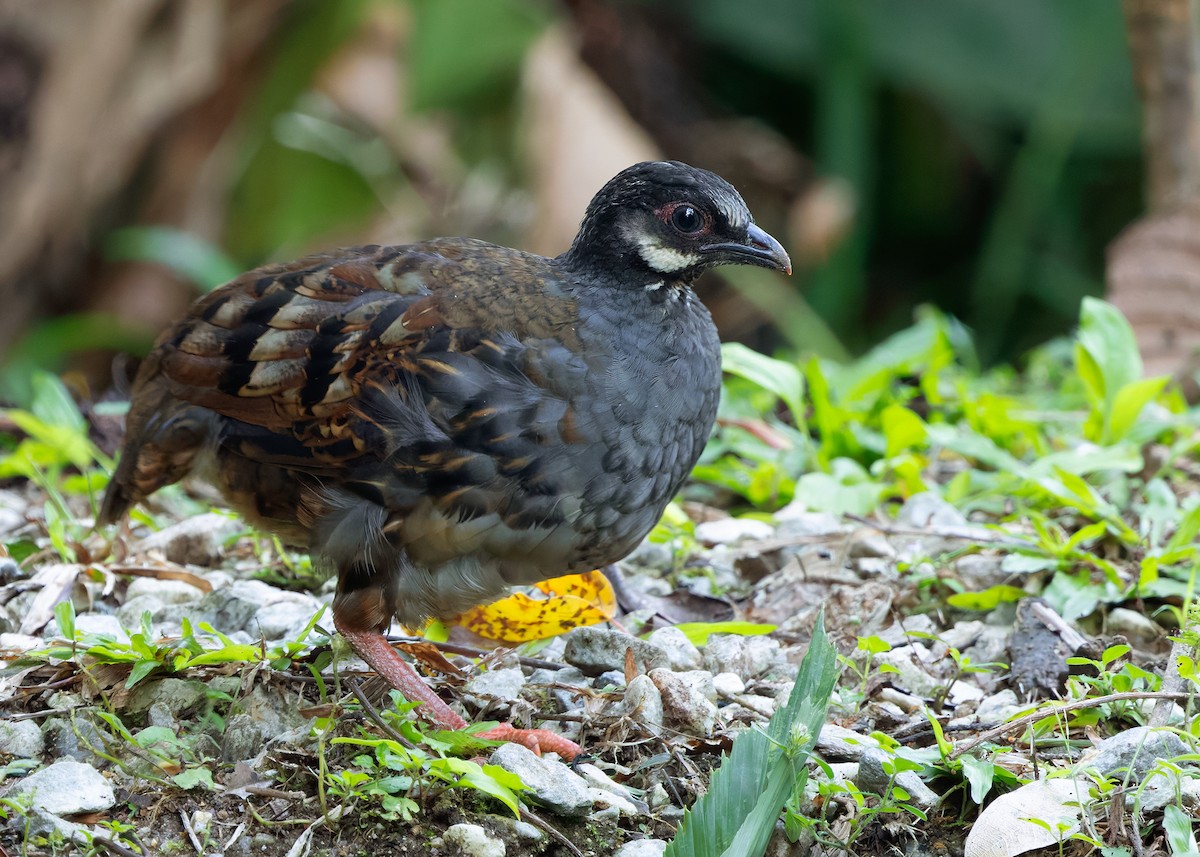 Malayan Partridge - ML642959195