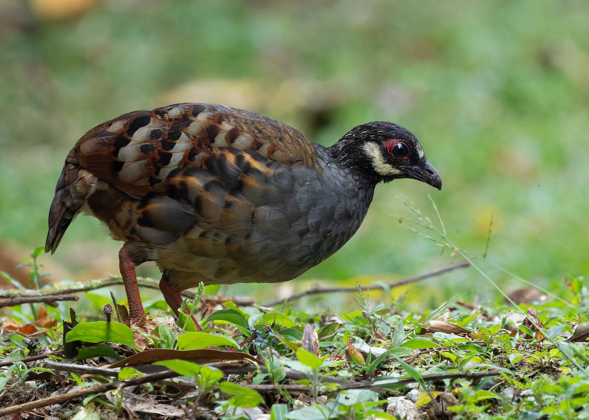Malayan Partridge - ML642959196