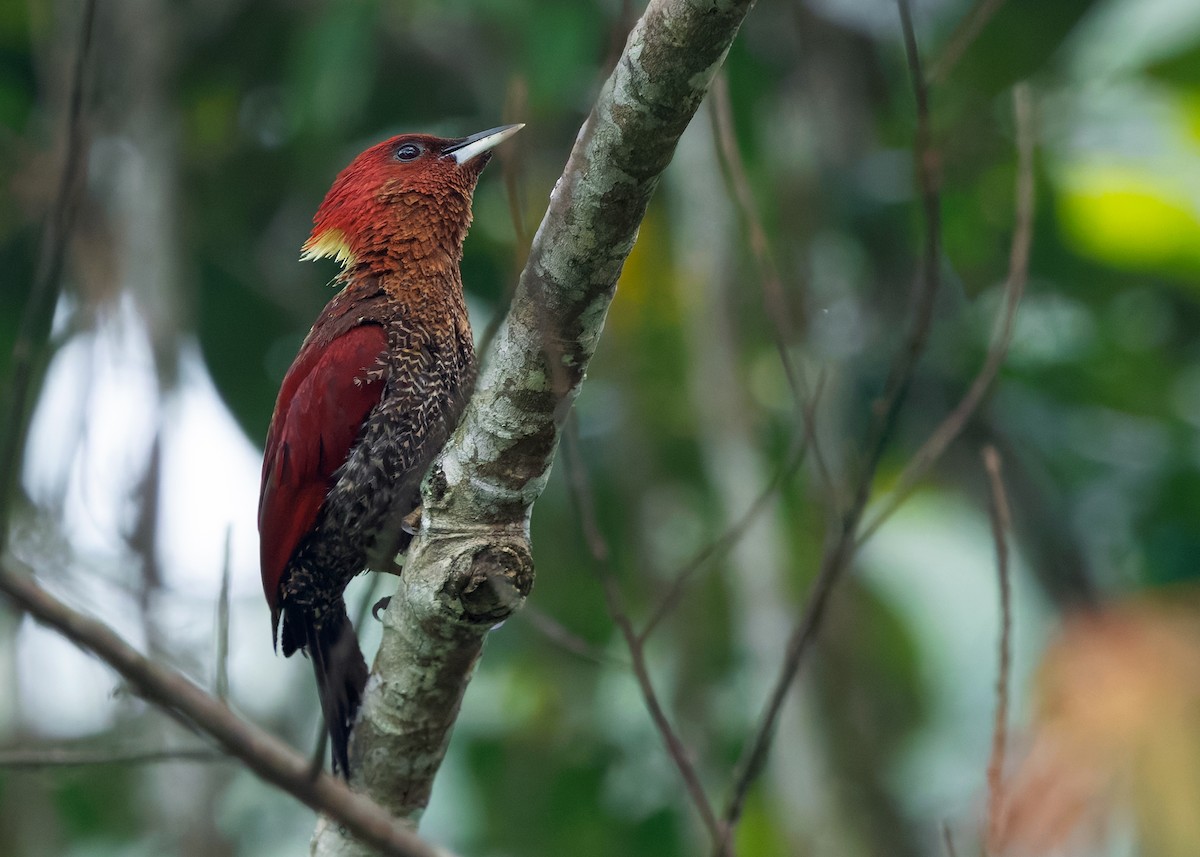 Banded Woodpecker - ML642959197