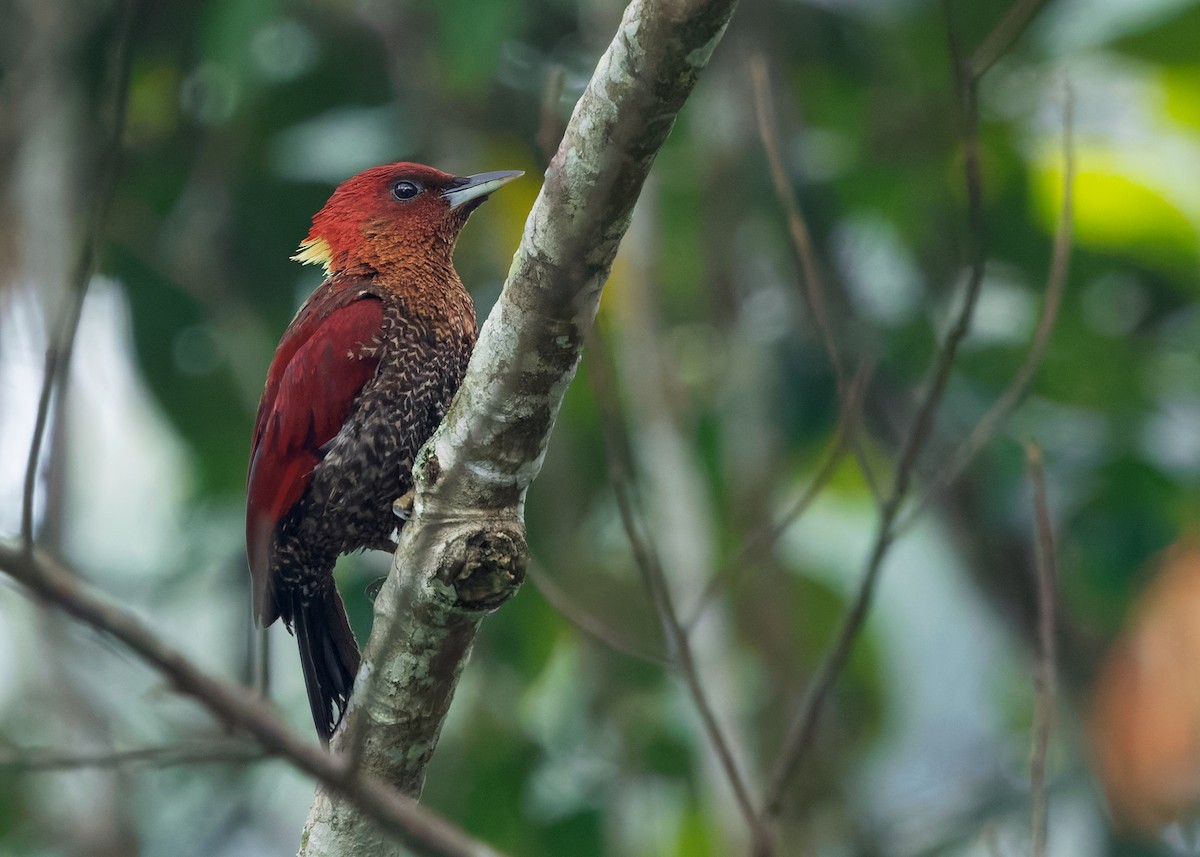 Banded Woodpecker - ML642959198
