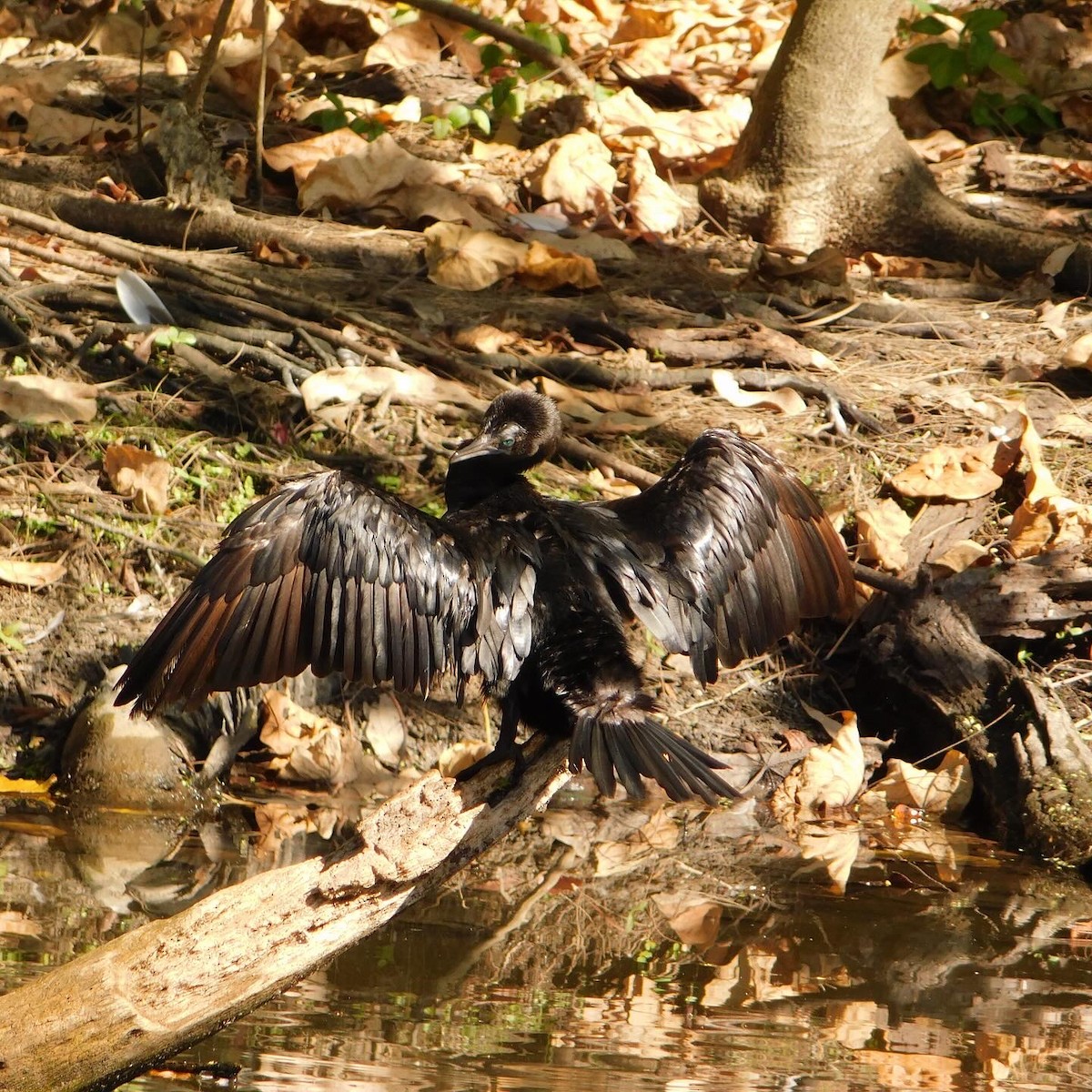 Little Black Cormorant - ML642959206