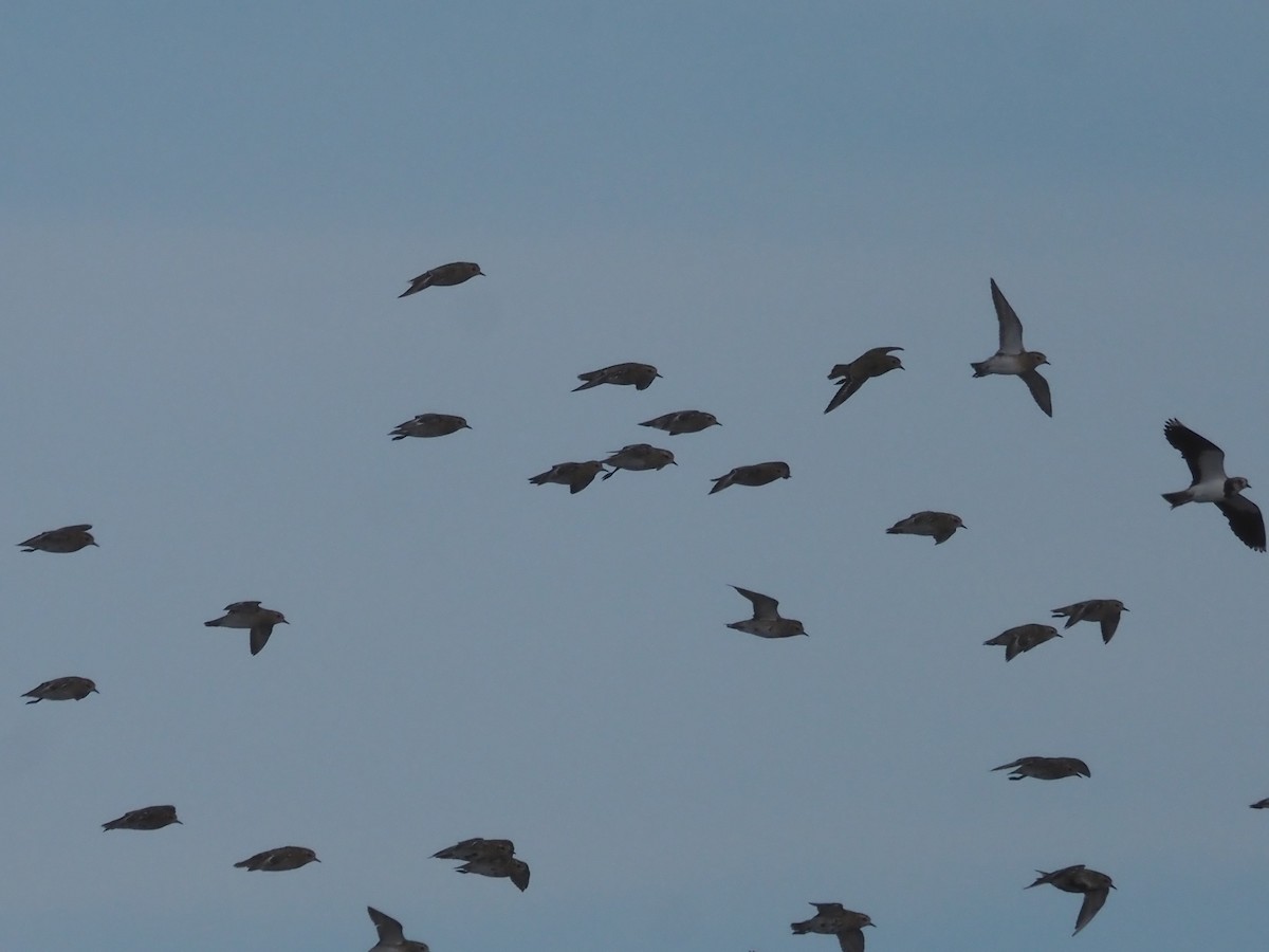 European Golden-Plover - ML642959208
