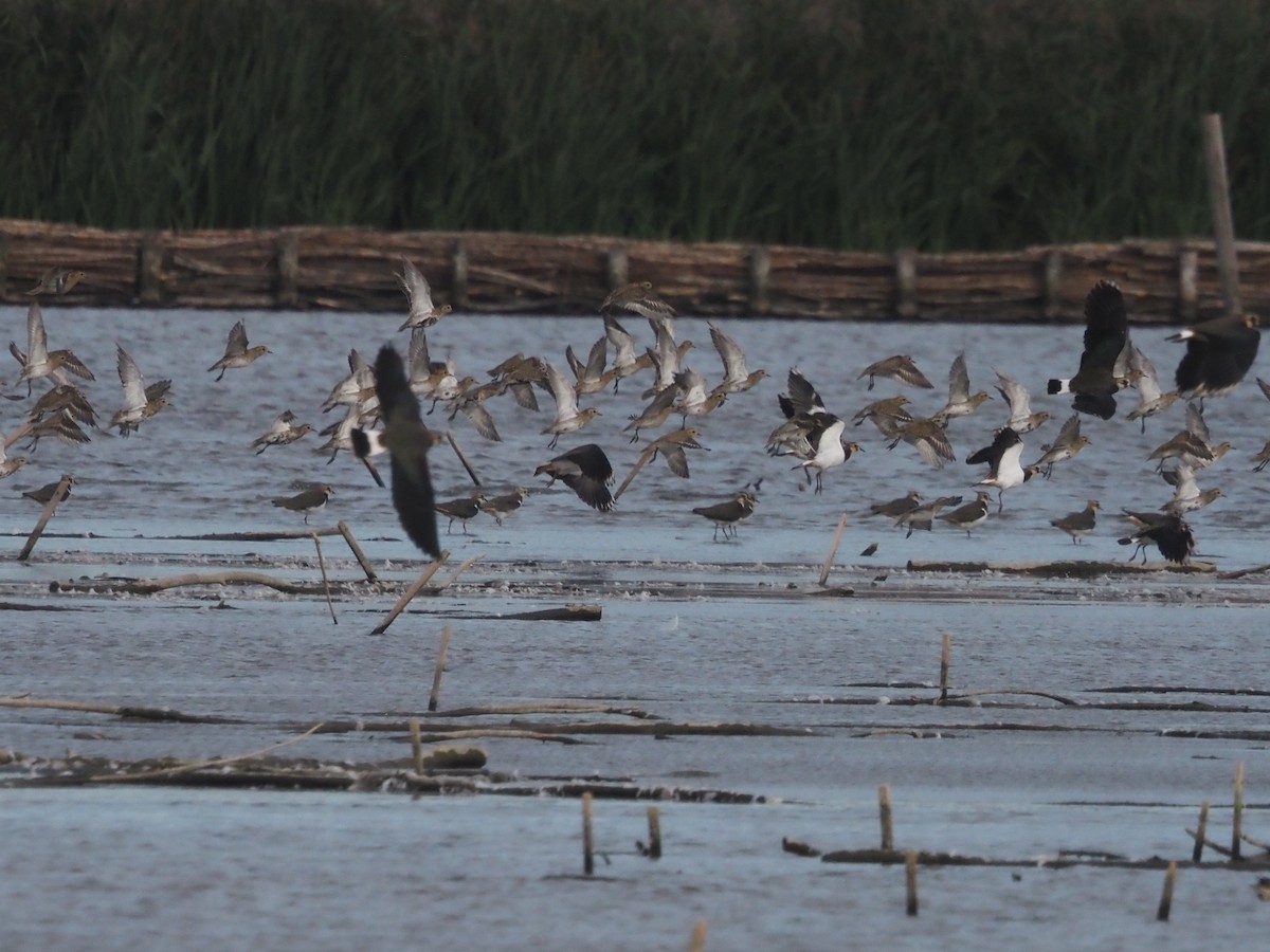 European Golden-Plover - ML642959209