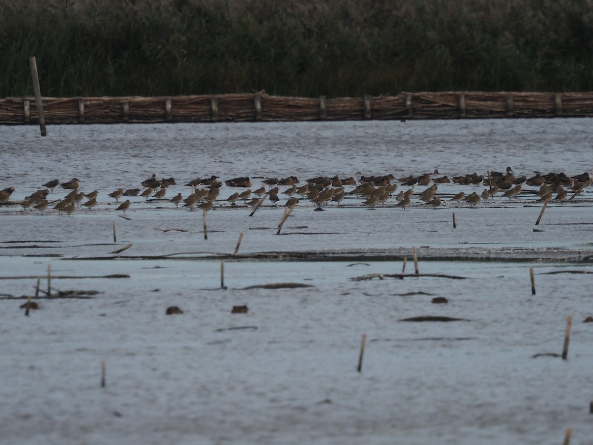 European Golden-Plover - ML642959212