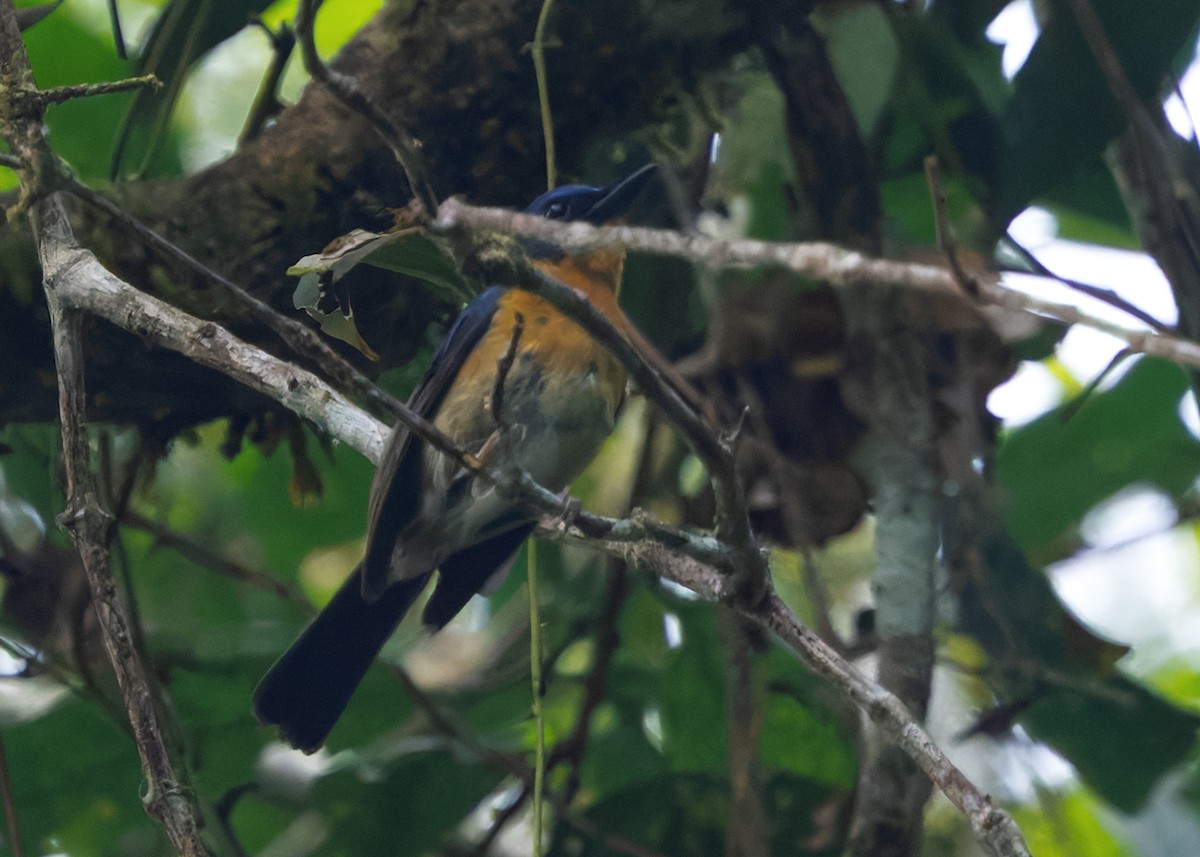 Hill Blue Flycatcher - ML642959213