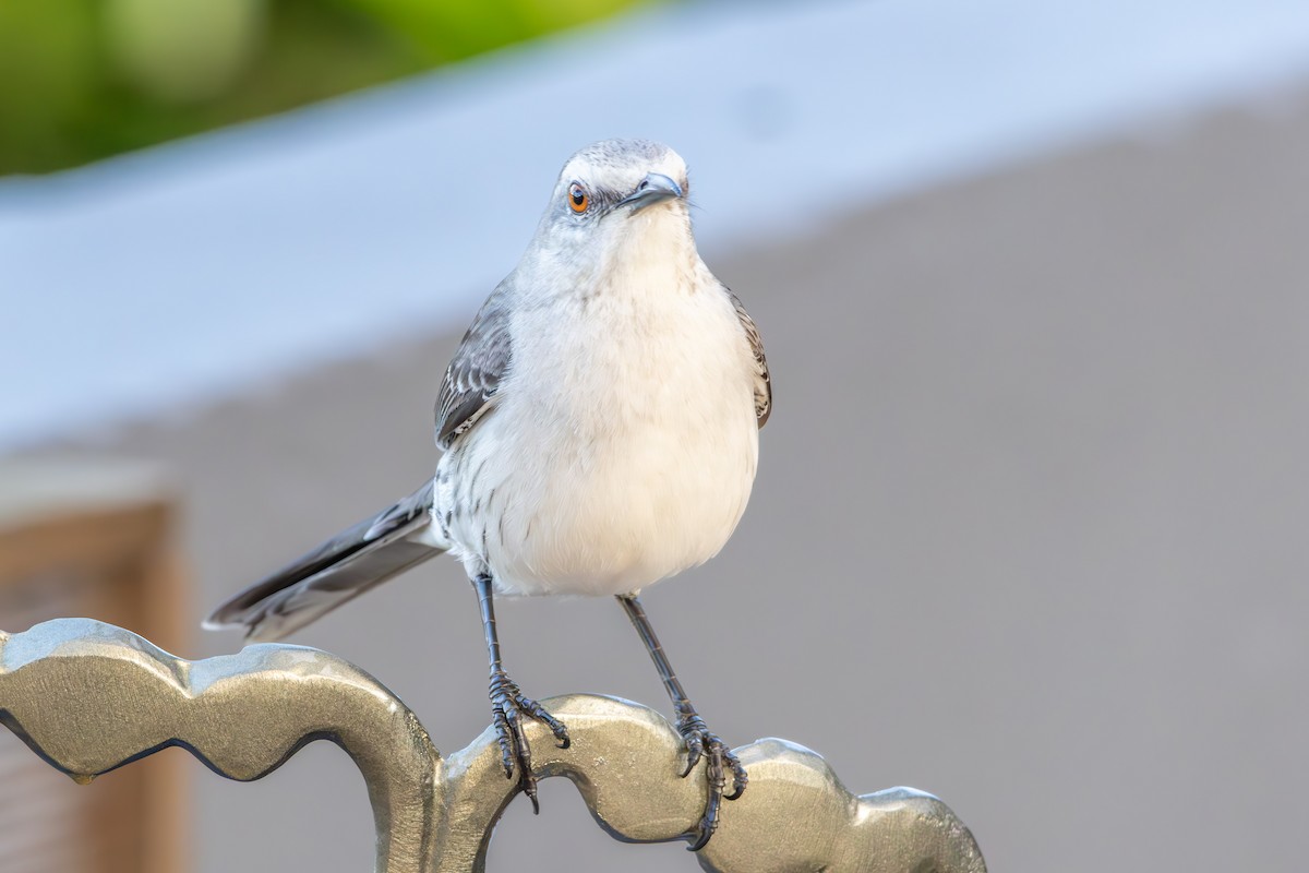 Tropical Mockingbird - ML642959225