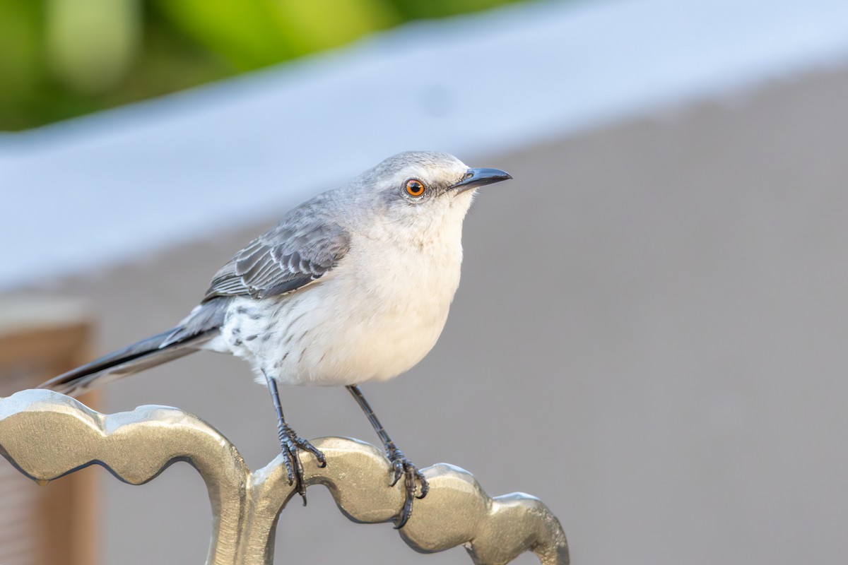 Tropical Mockingbird - ML642959226