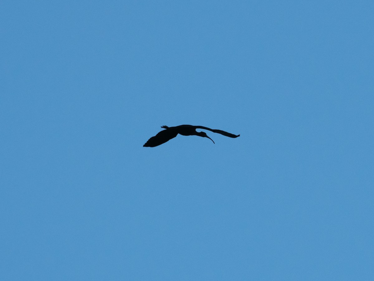 Glossy Ibis - ML642959227