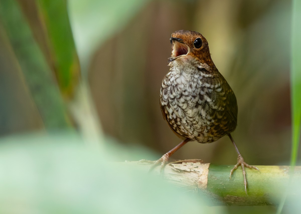 Pygmy Cupwing - ML642959229