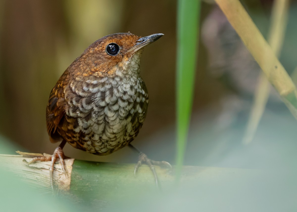 Pygmy Cupwing - ML642959230