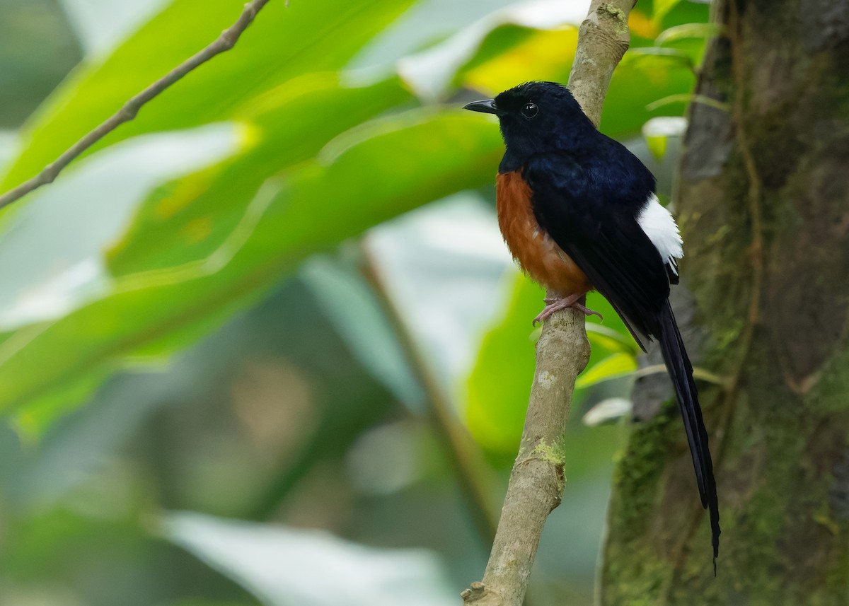 White-rumped Shama (White-rumped) - ML642959233