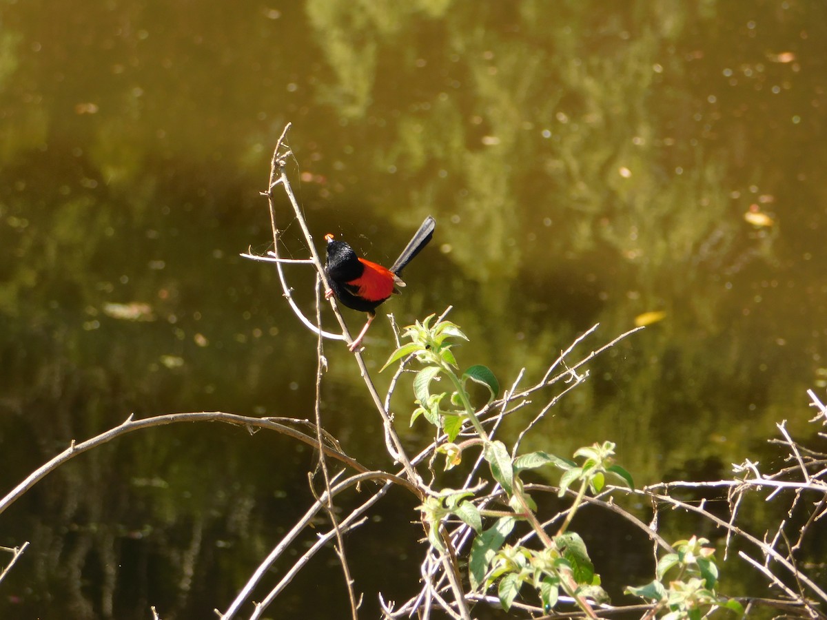 Red-backed Fairywren - ML642959236