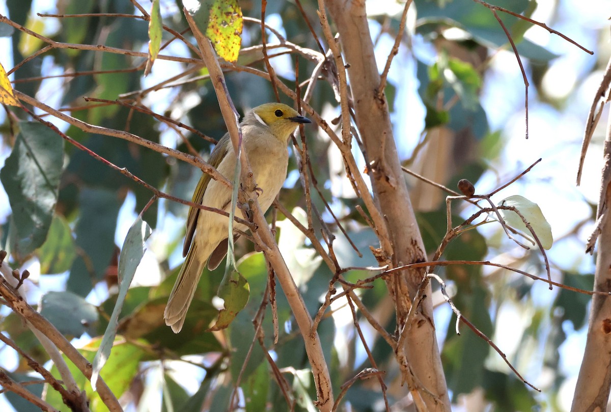 White-plumed Honeyeater - ML642959237