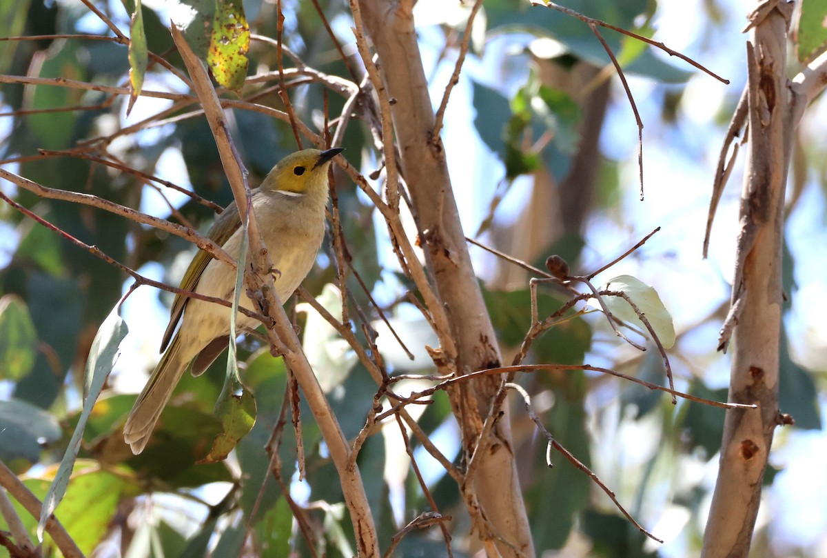 White-plumed Honeyeater - ML642959238