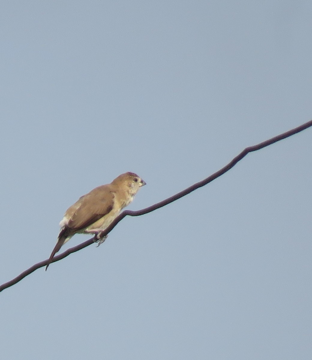 Indian Silverbill - ML642959252