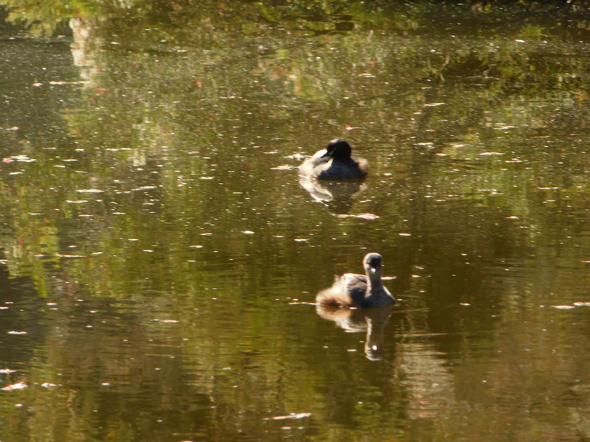 Australasian Grebe - ML642959266