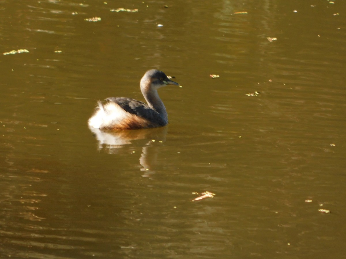 Australasian Grebe - ML642959267