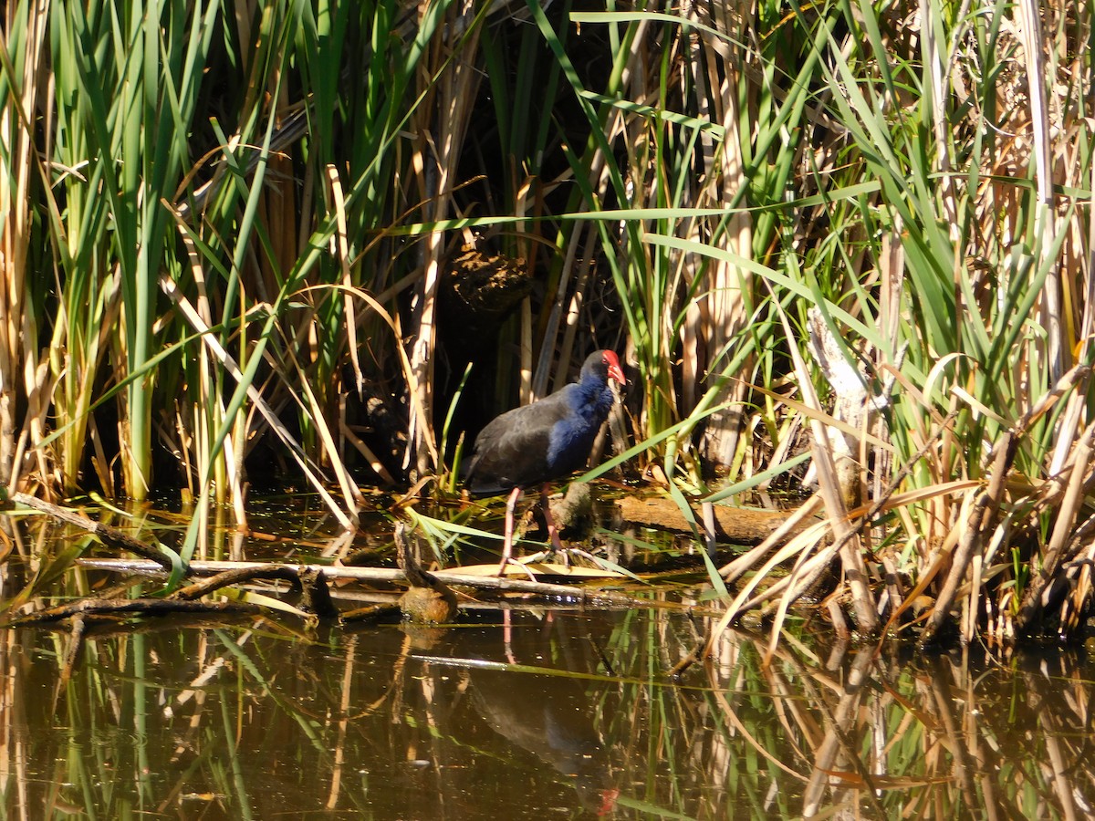 Australasian Swamphen - ML642959272