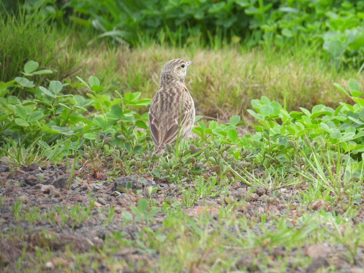 Australian Pipit - ML642959276