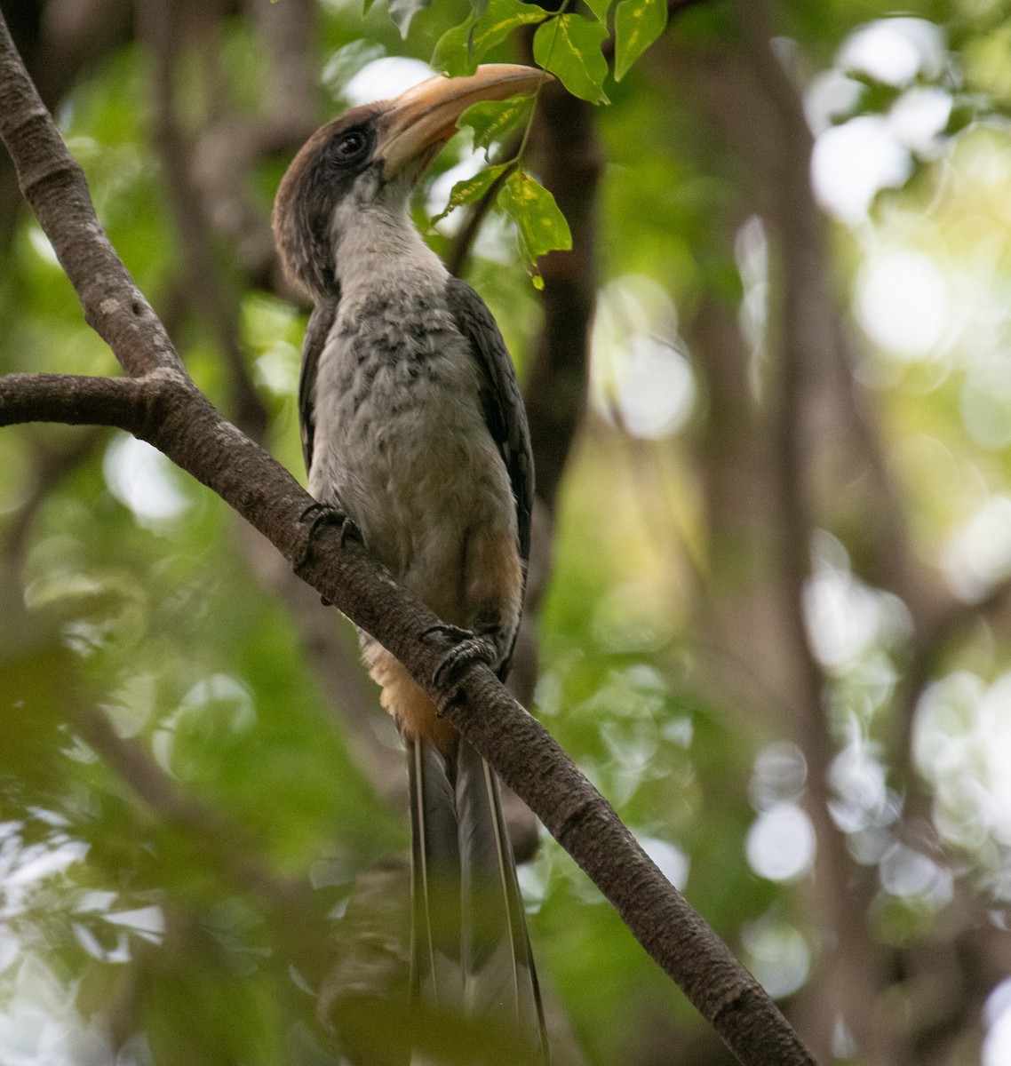 Sri Lanka Gray Hornbill - ML642959278