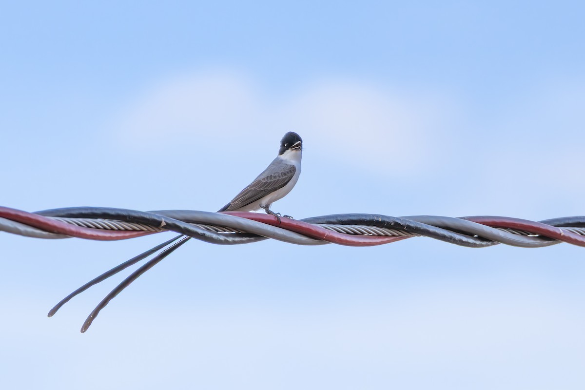 Fork-tailed Flycatcher (savana) - ML642959279