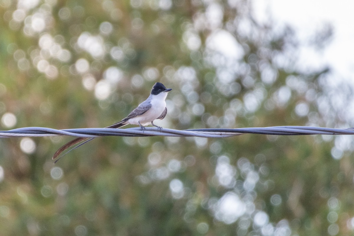 Fork-tailed Flycatcher (savana) - ML642959281