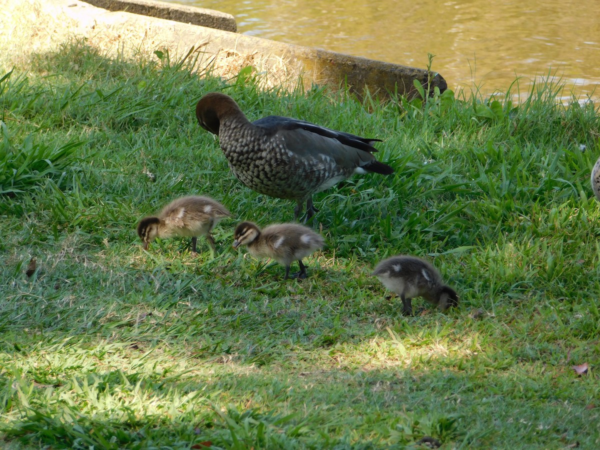 Maned Duck - ML642959284