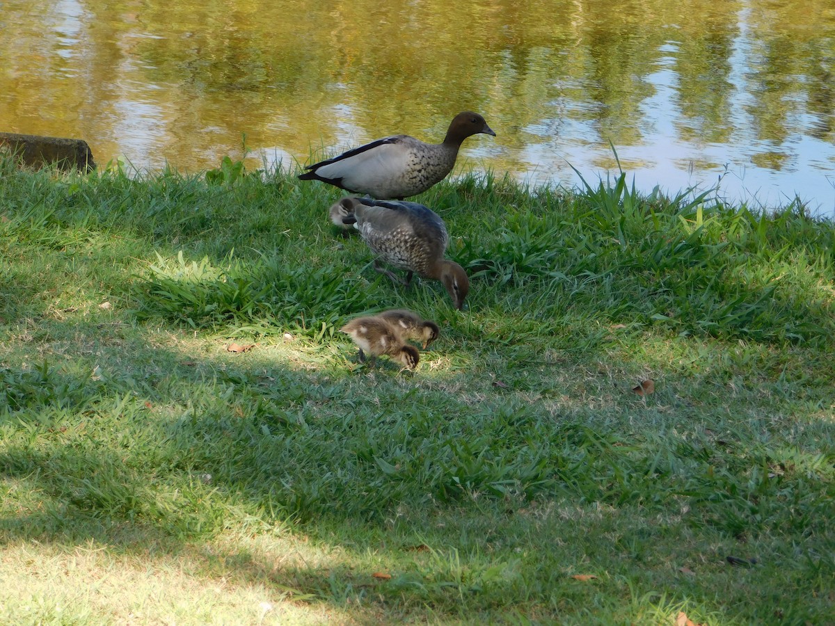 Maned Duck - ML642959285